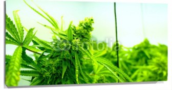 Lienzo Plantas de Marihuana